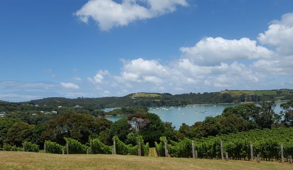 NZ Scenes Waiheke Vineyard